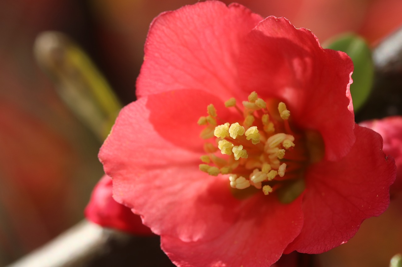 spring flowers  flowering  red free photo