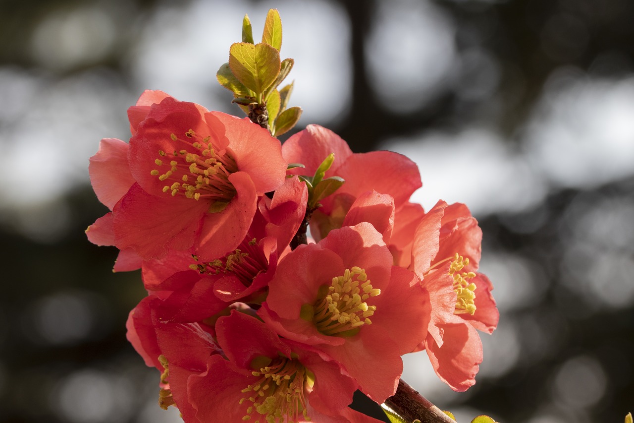 spring flowers  flowering  red free photo