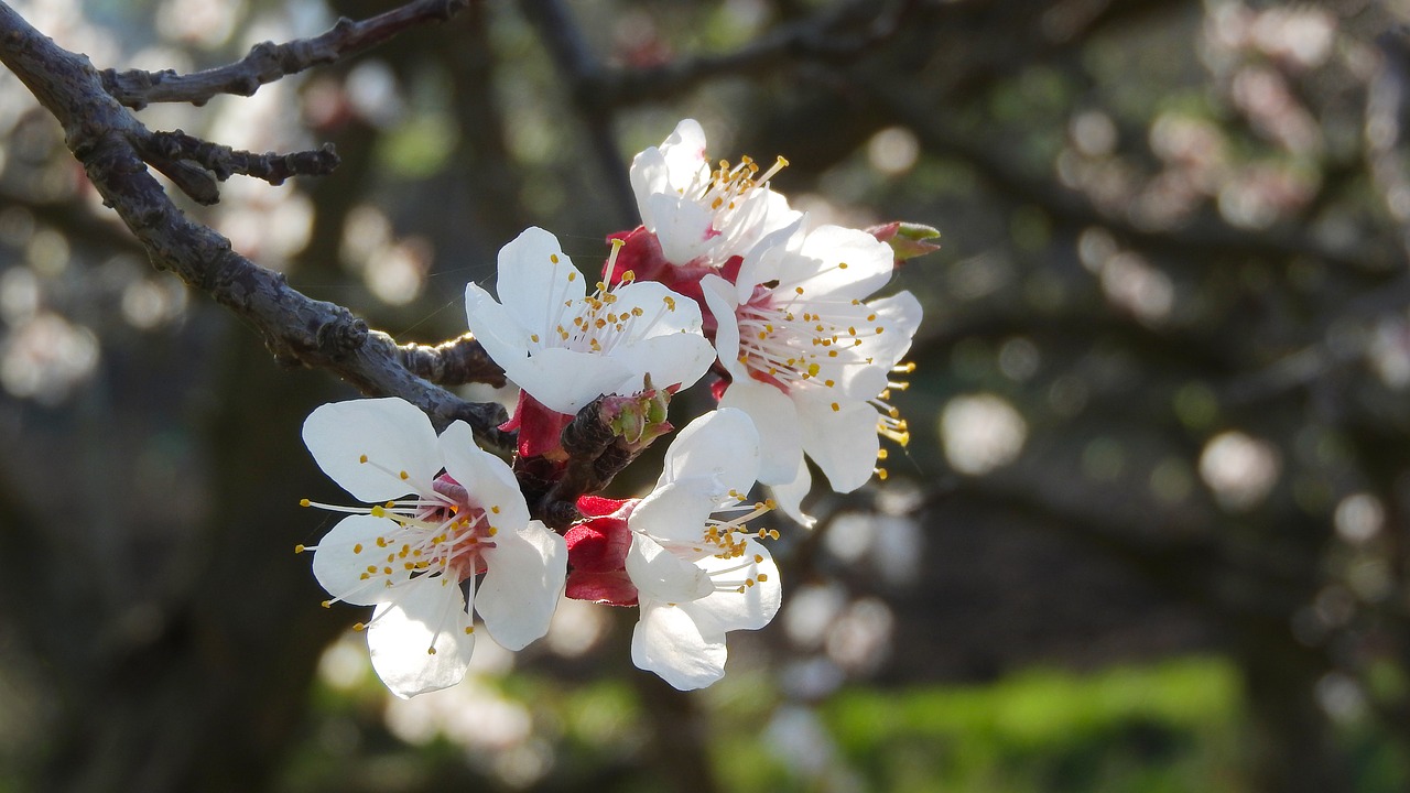 spring flowers  white flowers  flowers of apricots free photo