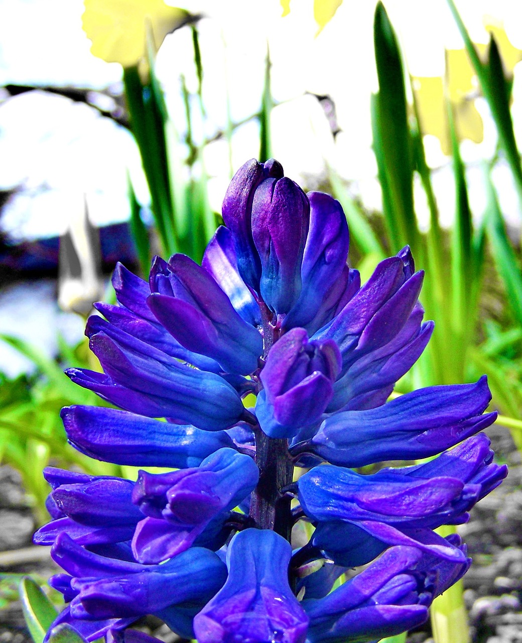 spring flowers blue hyacinth free photo