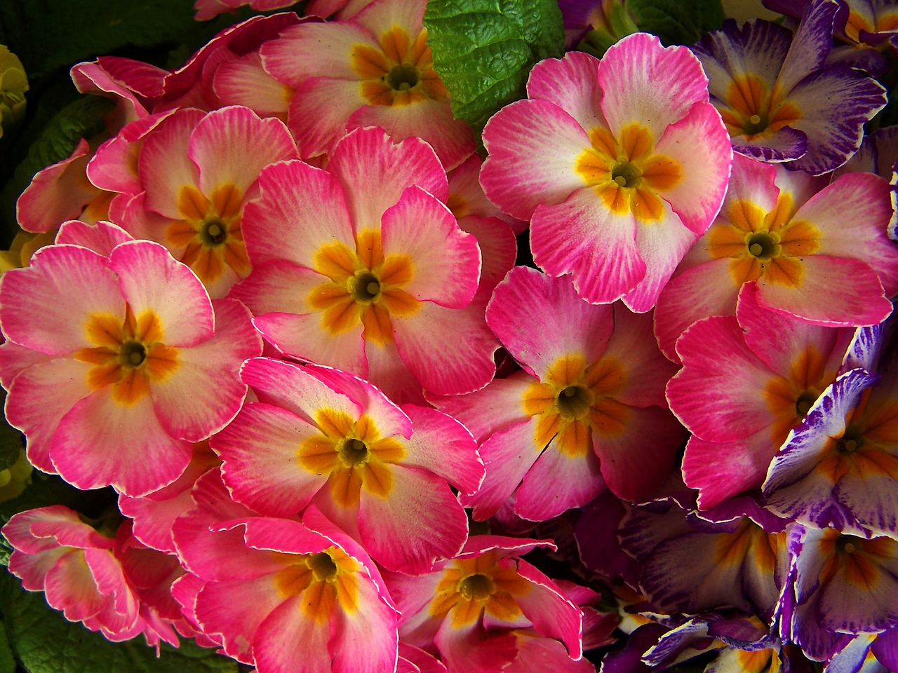 spring flowers pink primrose free photo