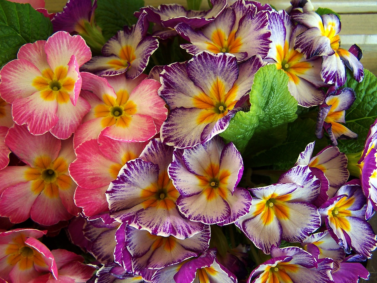 spring flowers motley primrose free photo