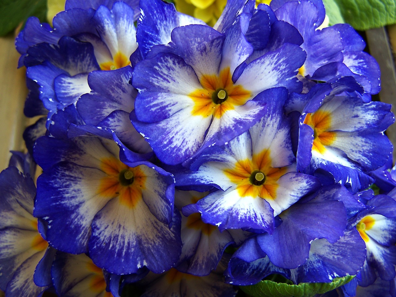 spring flowers blue primrose free photo