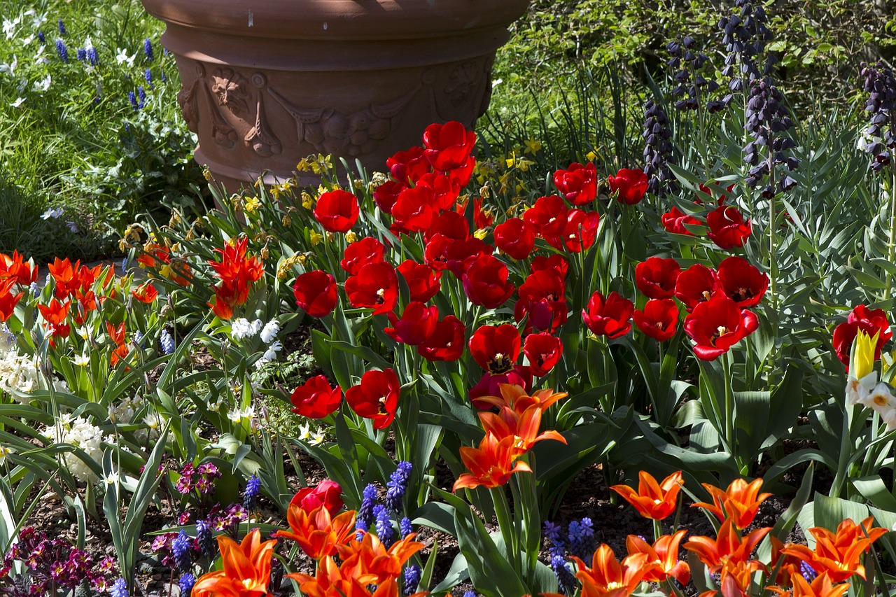 spring flowers tulips red free photo