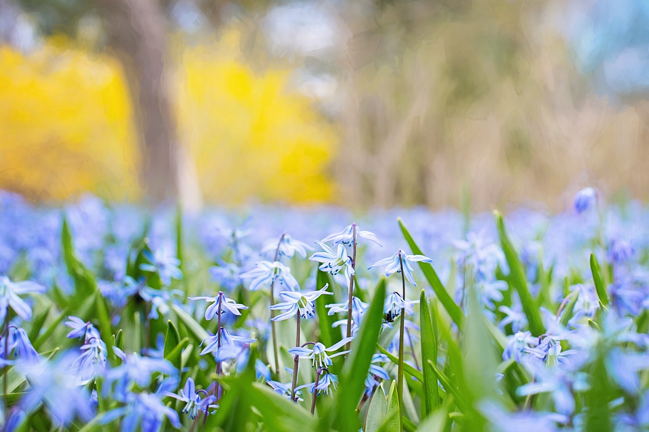 spring flowers country nature free photo