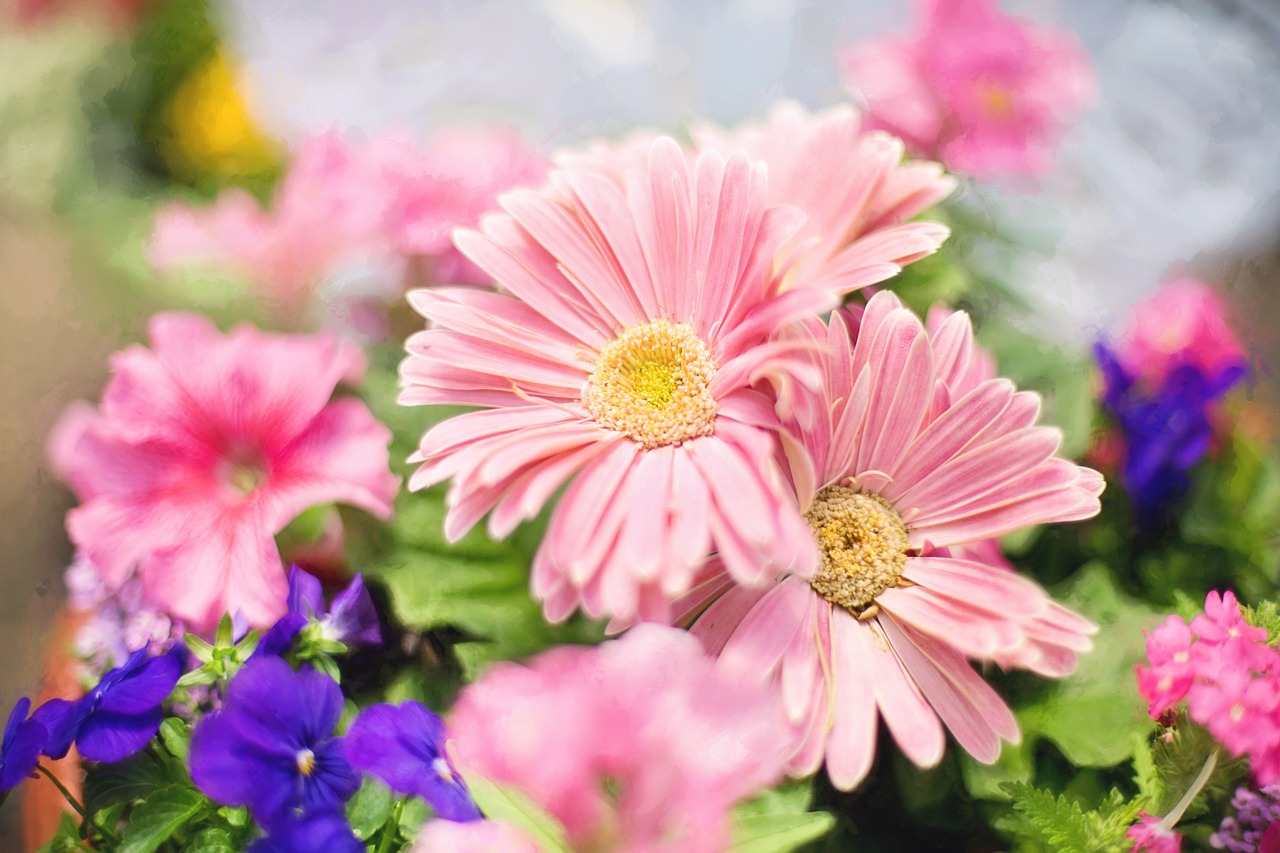 spring flowers pink garden free photo