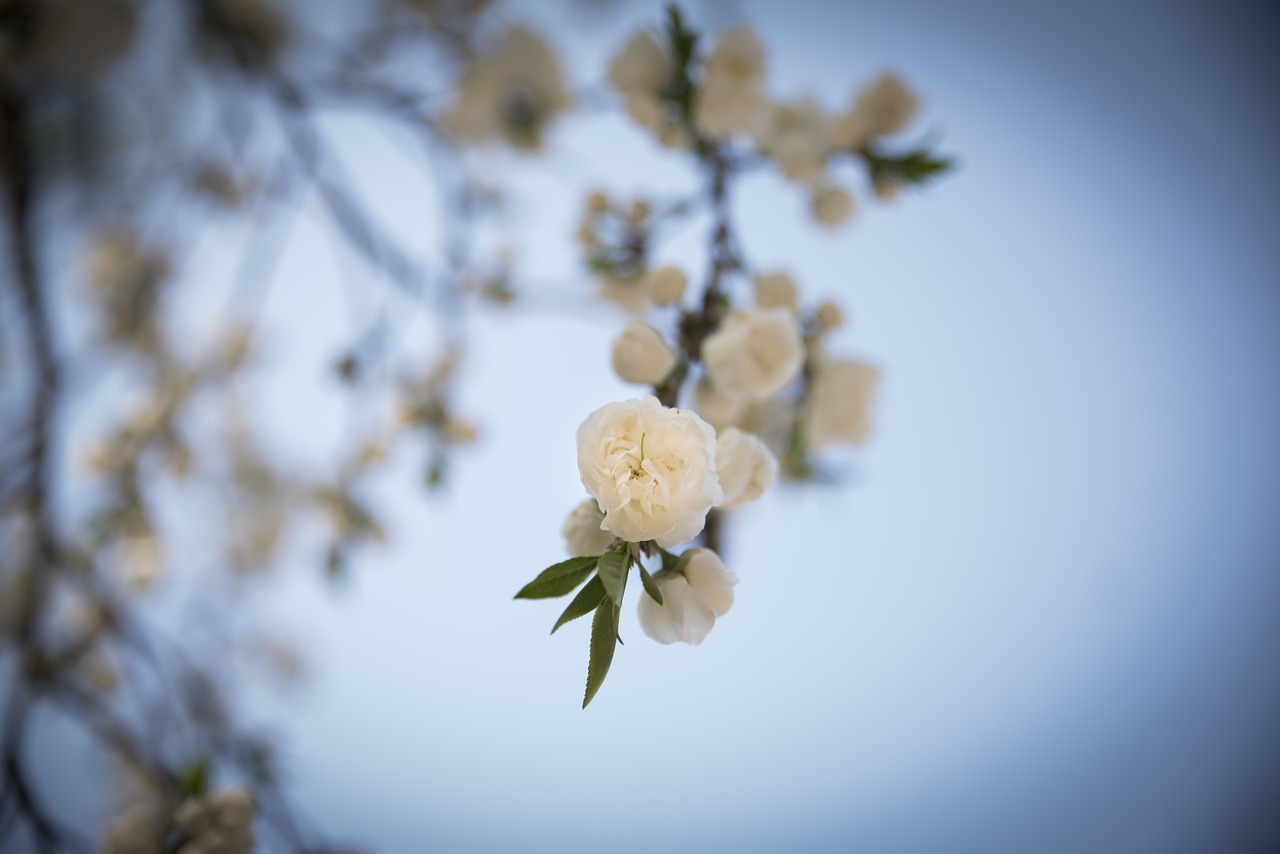 spring flowers cherry blossom flowers free photo