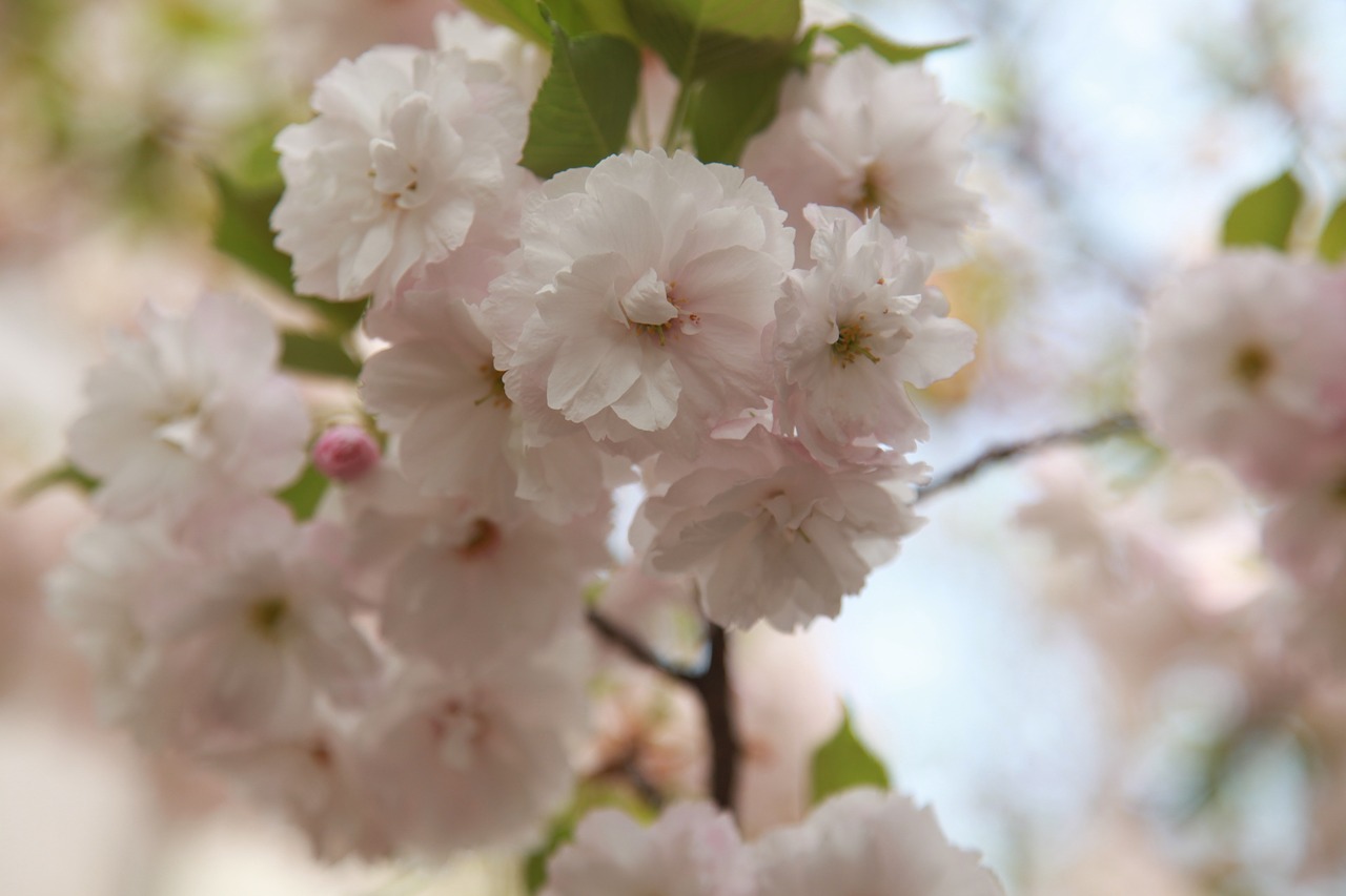 spring flowers yoshino cherry cherry blossom free photo