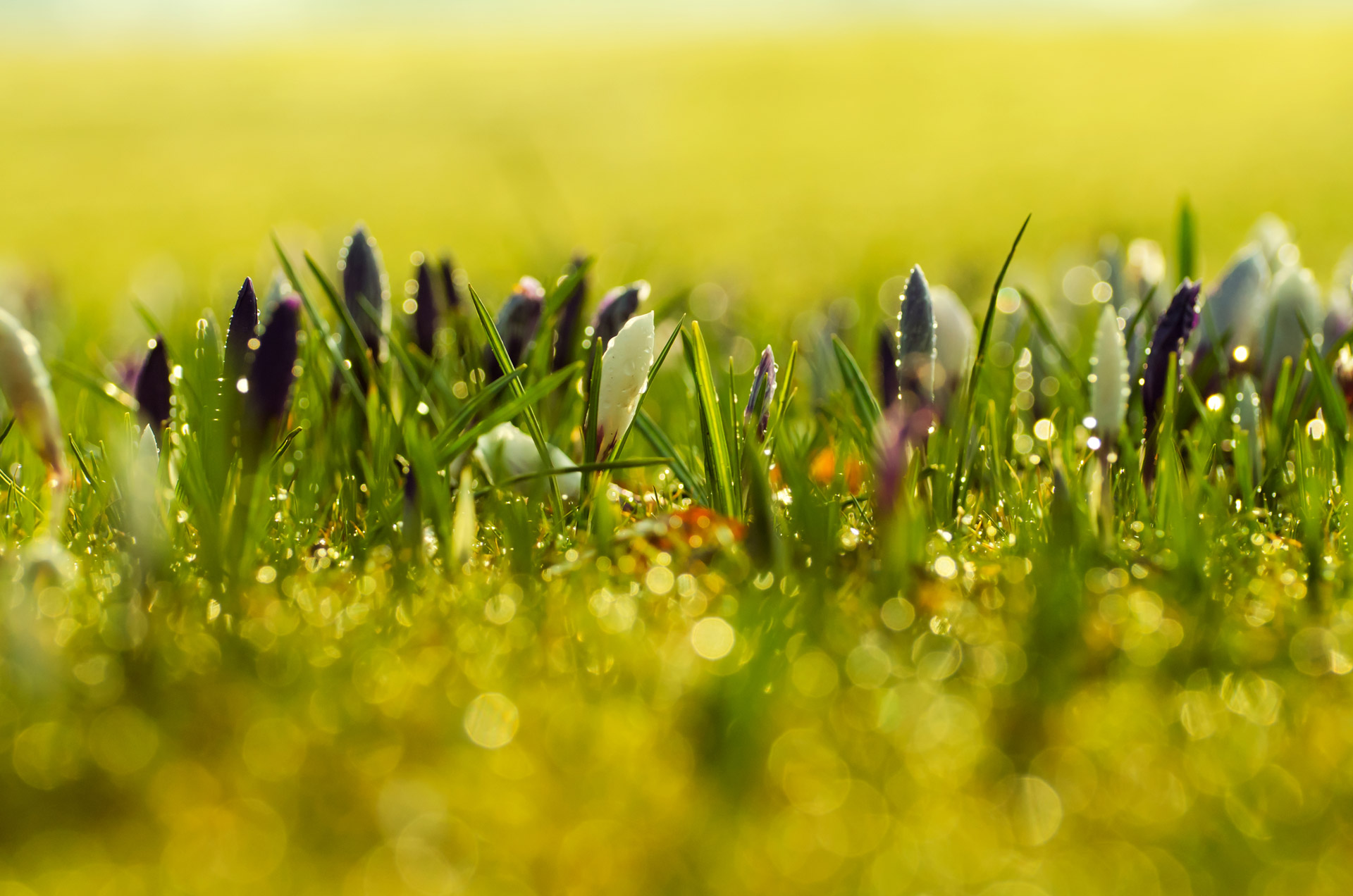 flowers flower plants free photo