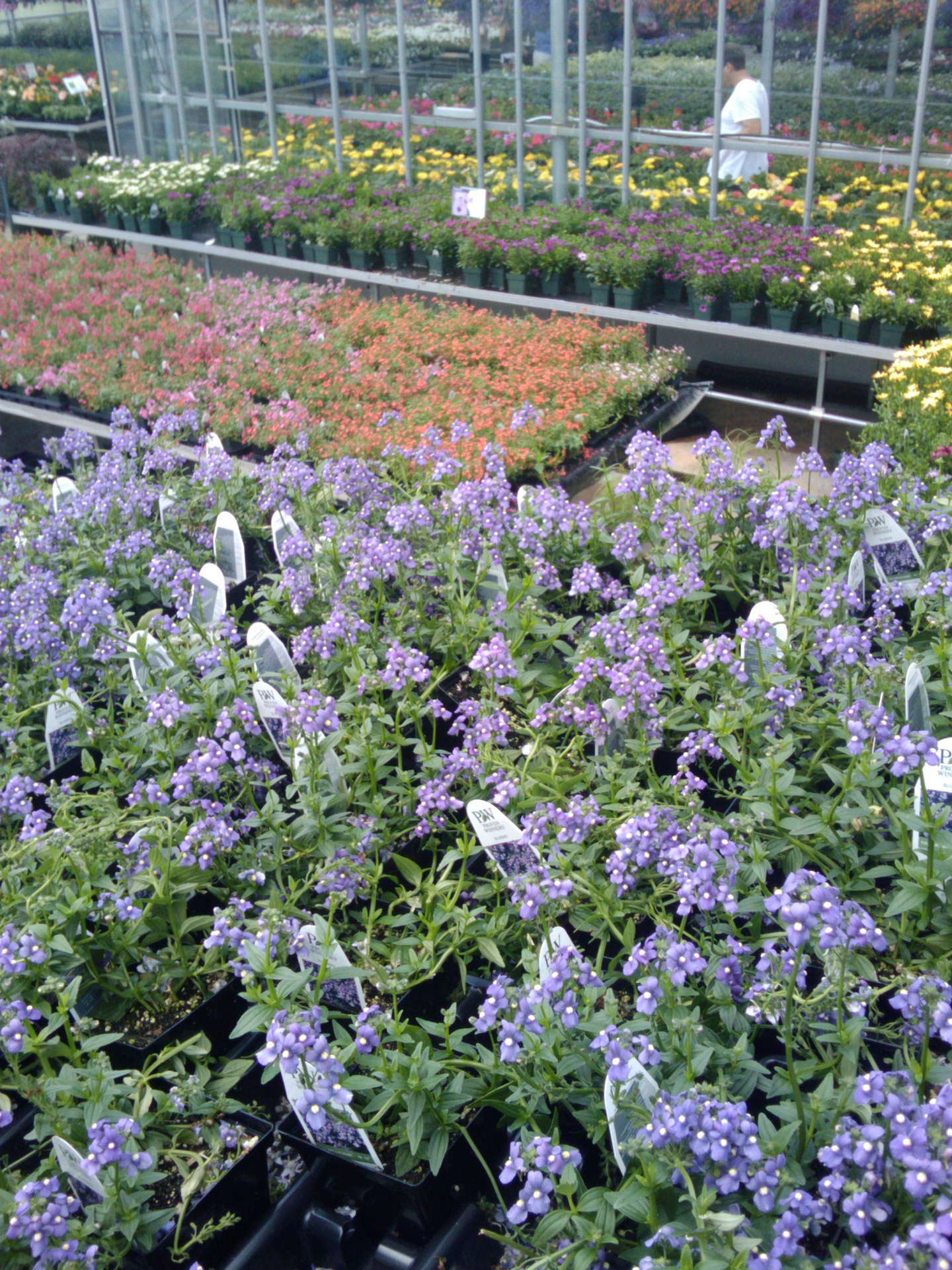 flowers greenhouse spring flowers greenhouse 15 free photo