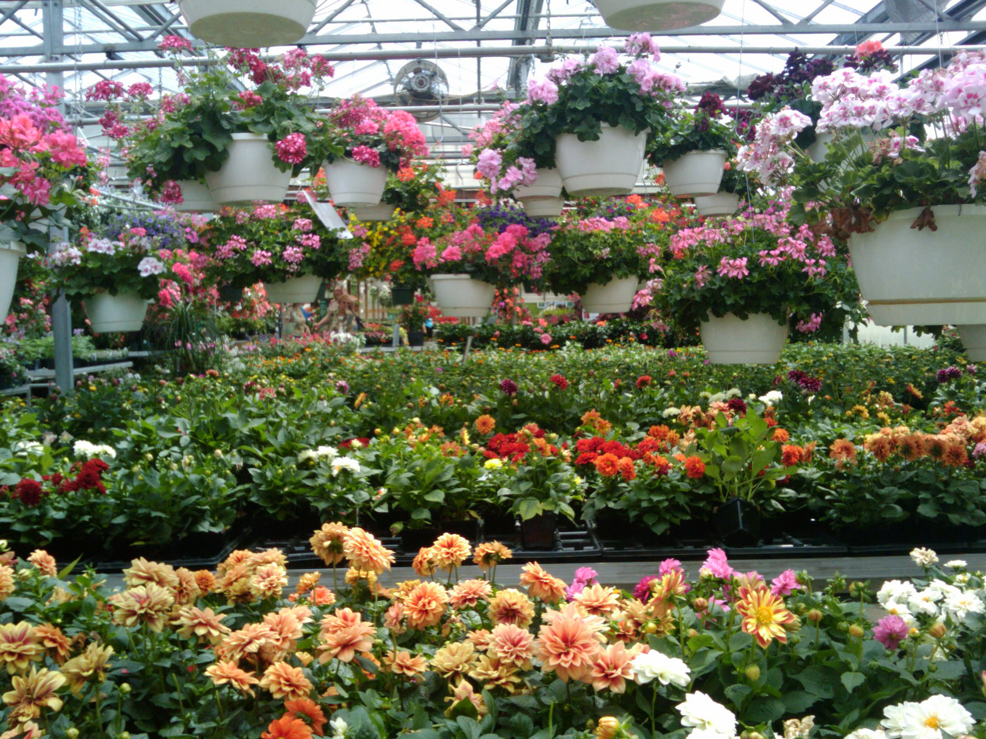 flowers greenhouse spring flowers greenhouse 7 free photo