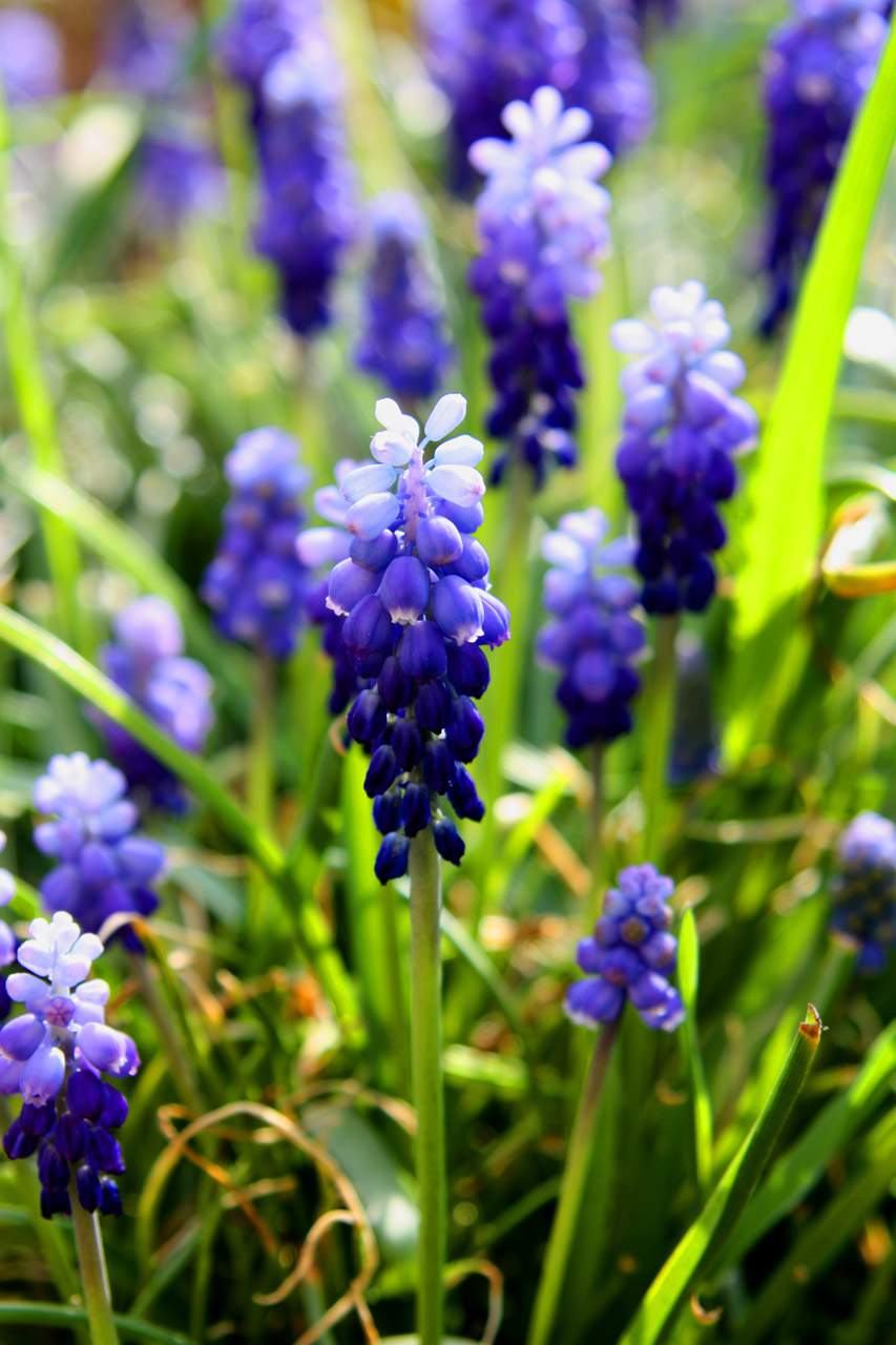 spring flowers blue free photo