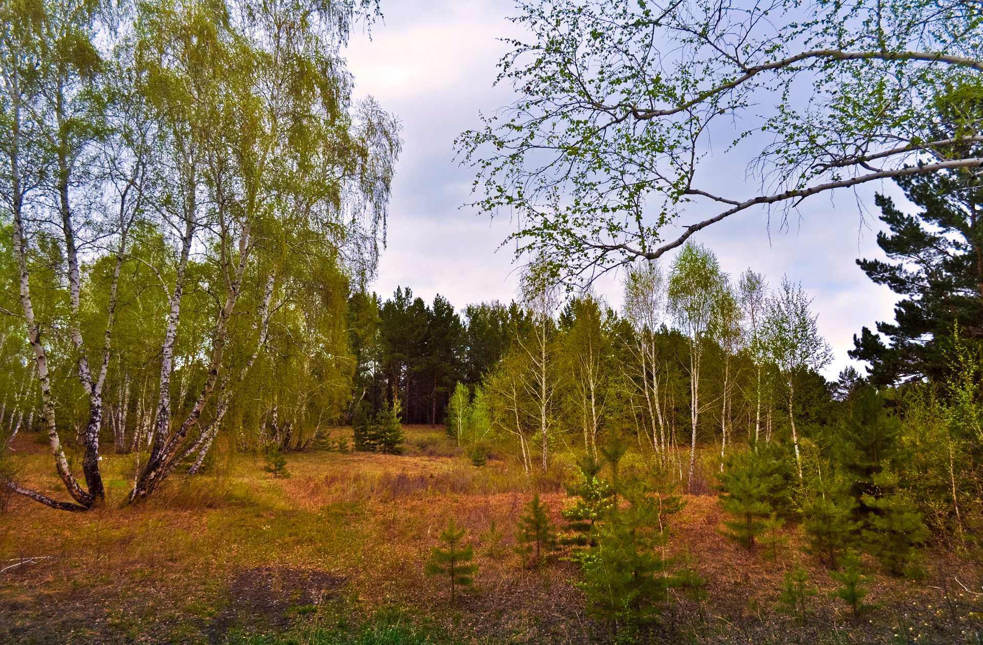 birch trees forest nature free photo