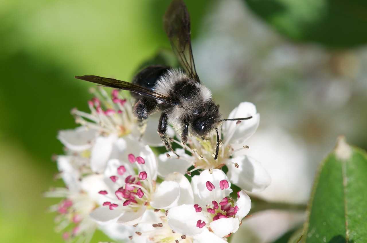 spring furry bee on aroniablüte bee aronia free photo