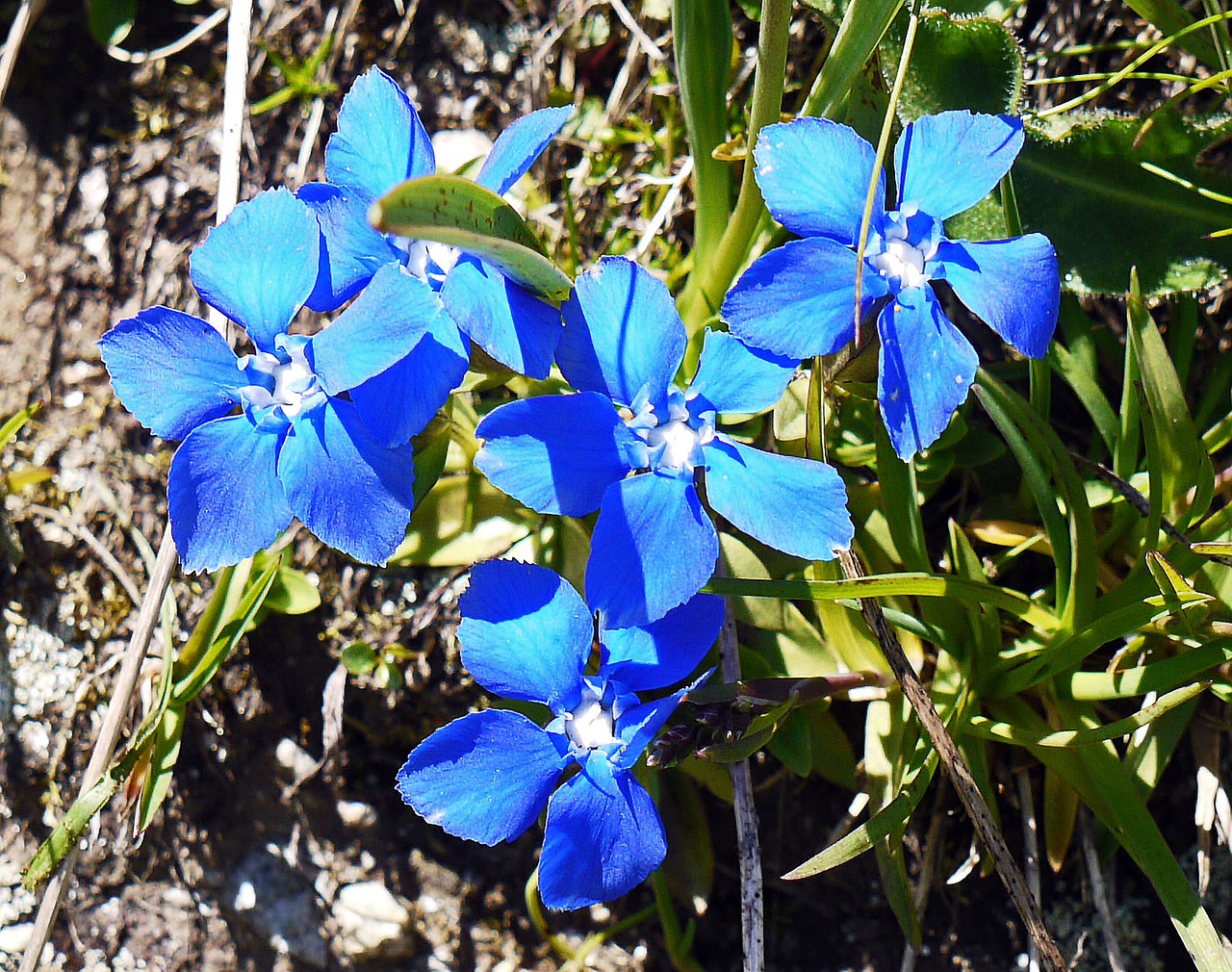 spring gentian alpine flower alm free photo