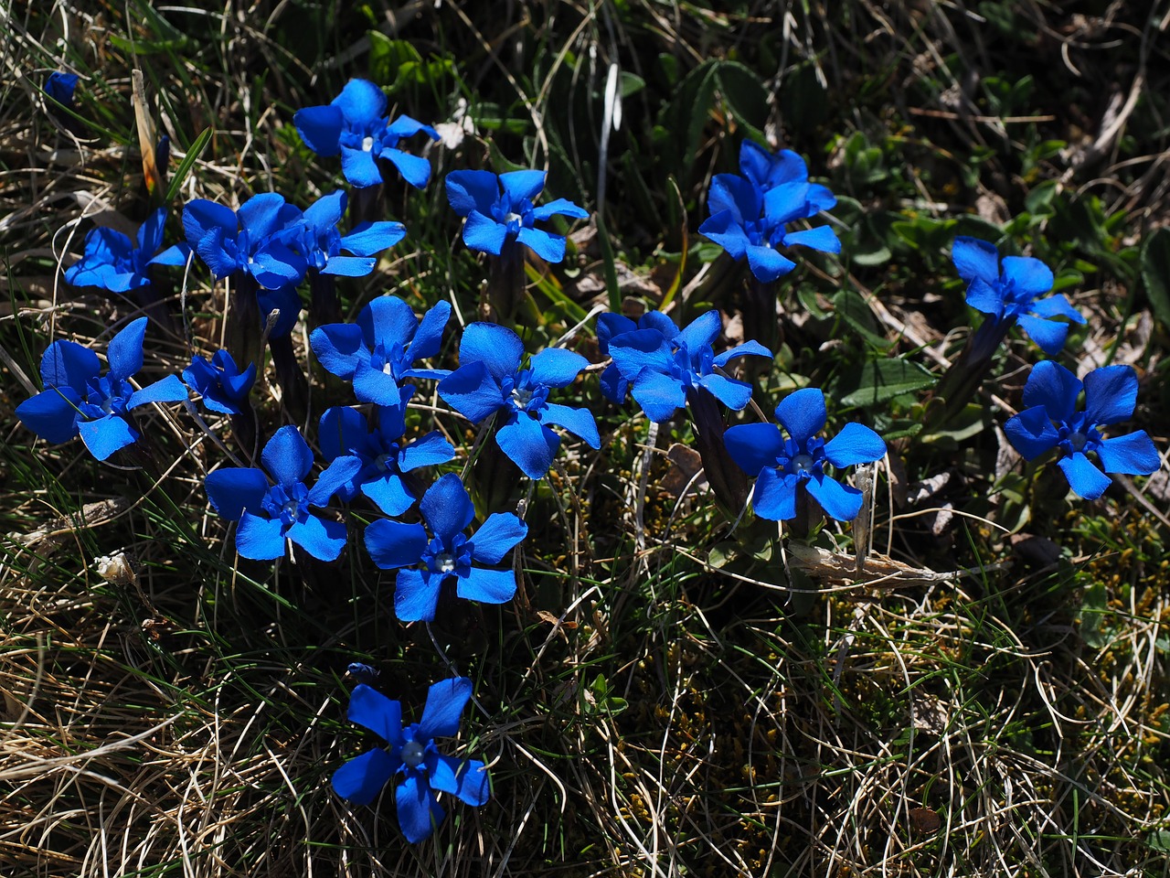 spring gentian bueten dark blue free photo