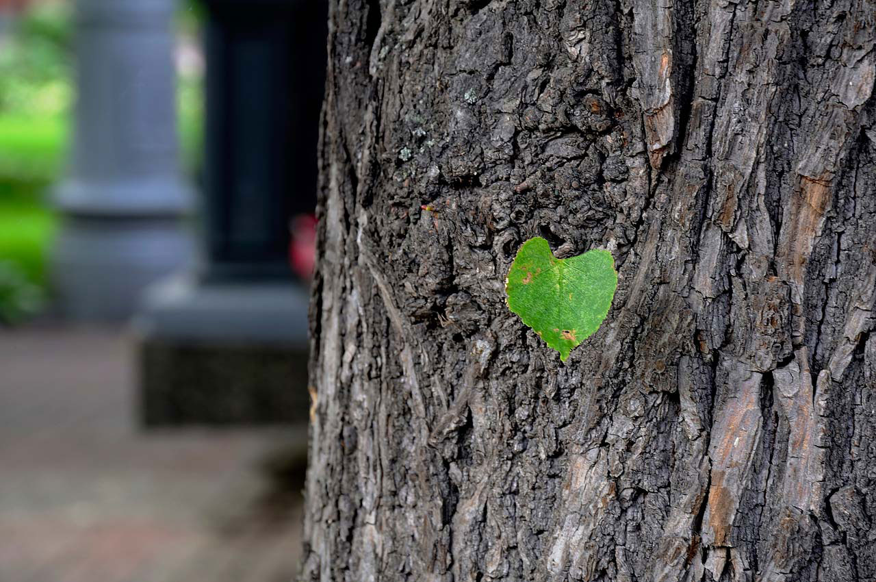 spring green leaf free photo