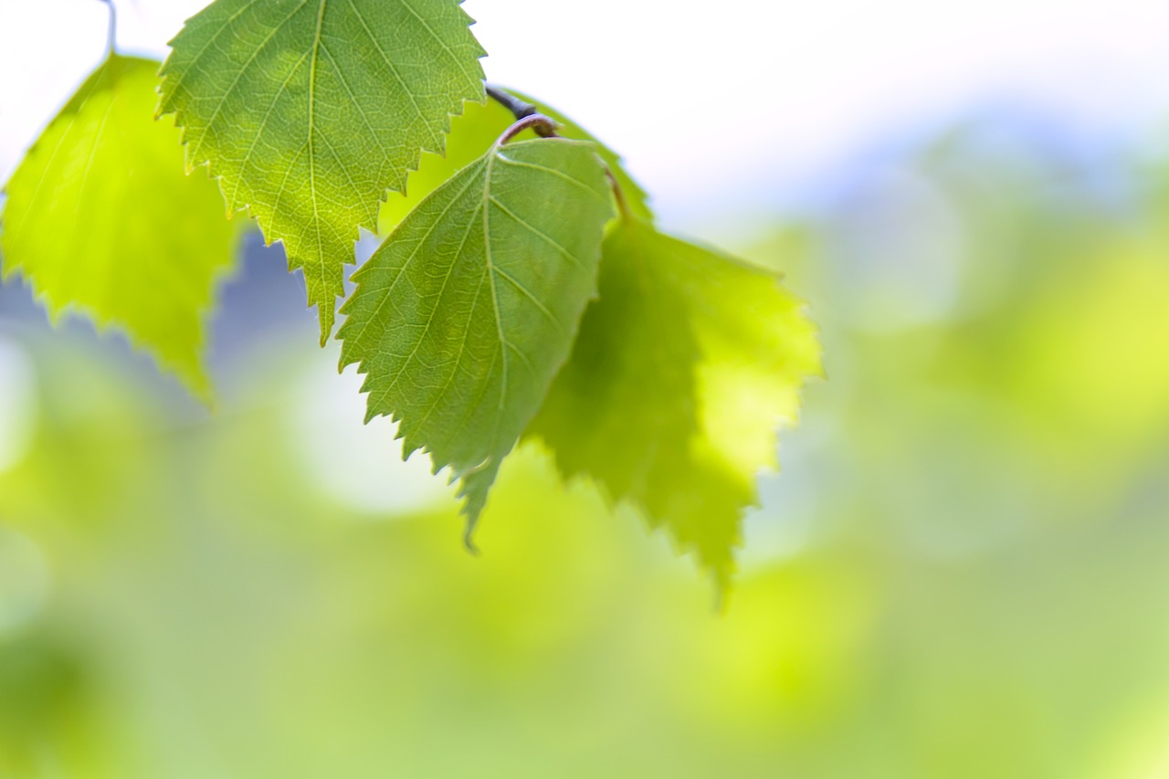 spring green leaves birch green free photo