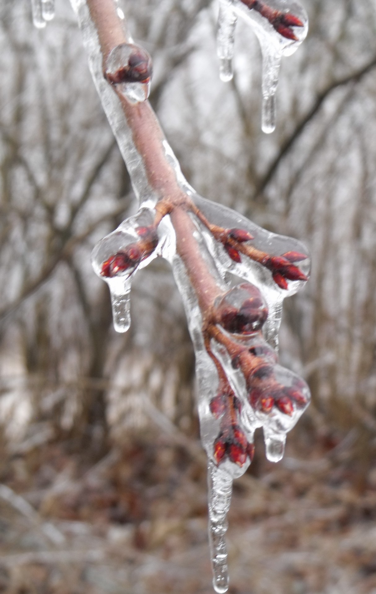 ice storm spring ice free photo