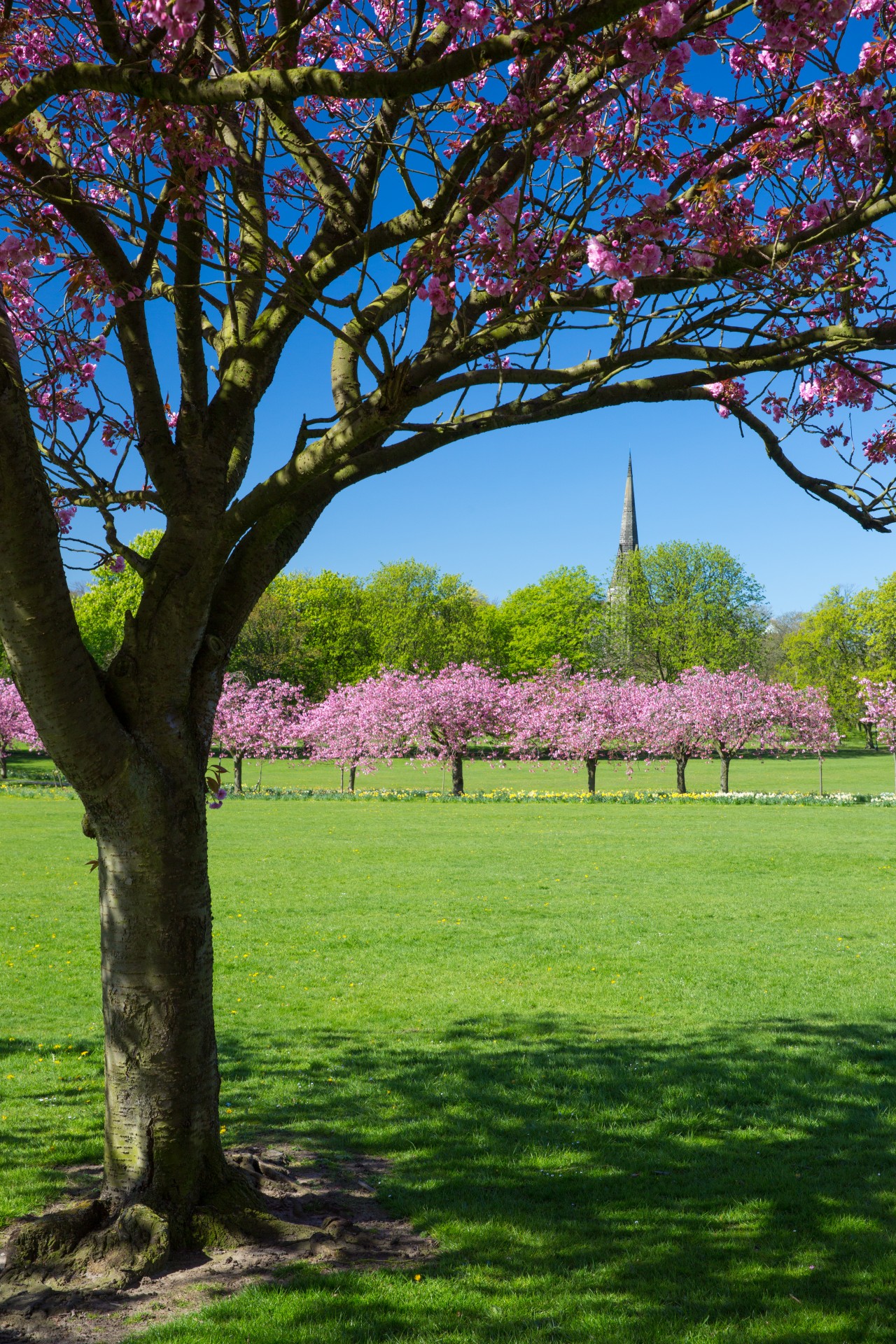 cherry blossom spring free photo