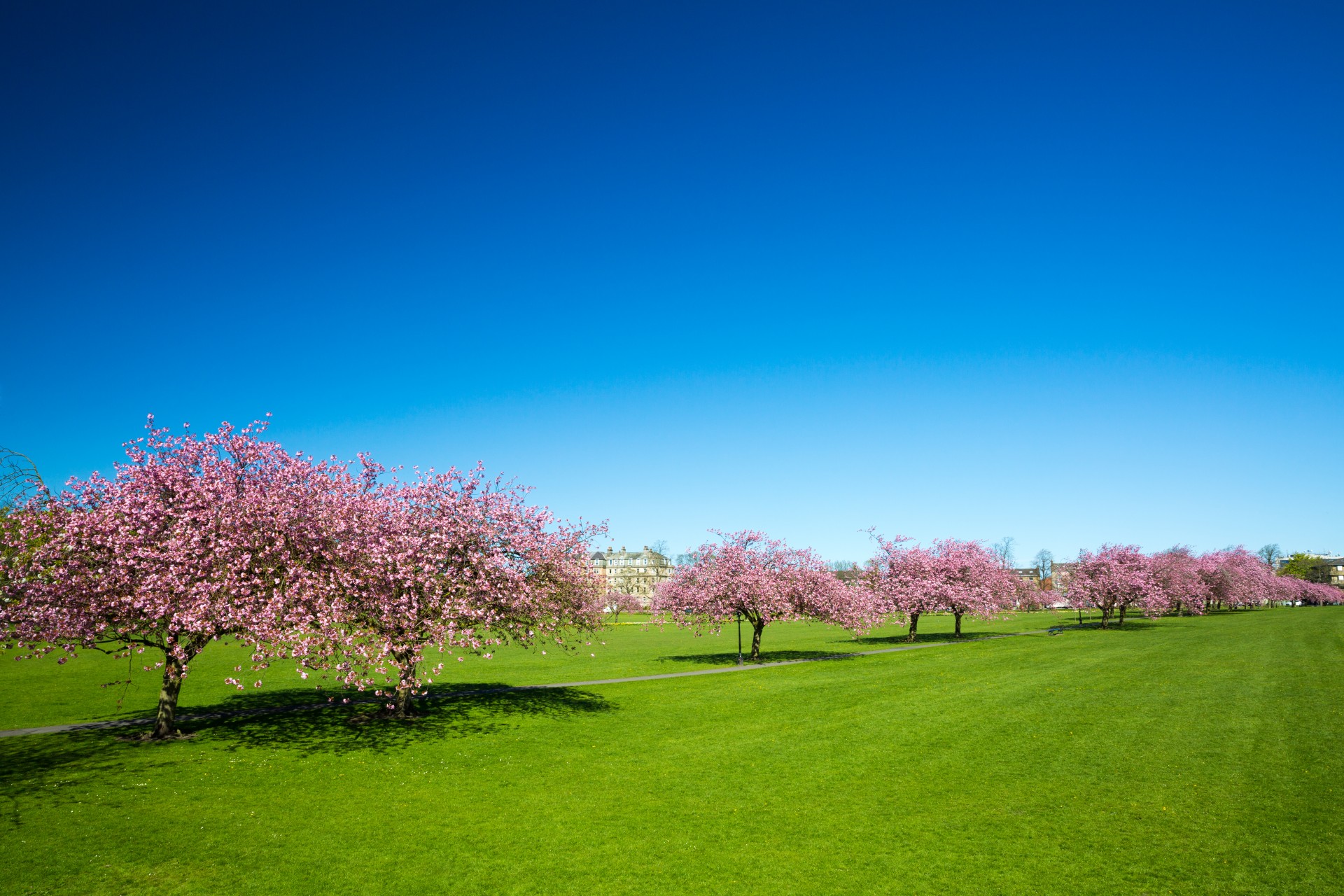 beautiful bloom blossom free photo