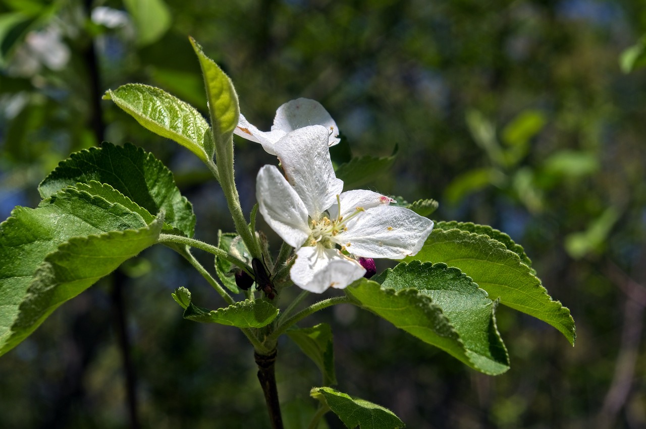 spring in arkansas apple blossoms  blossom  spring free photo