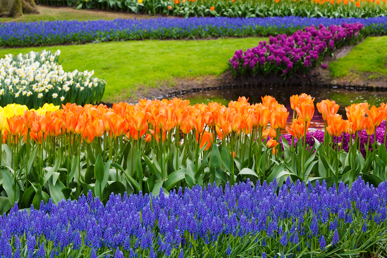 blossom tulips color free photo