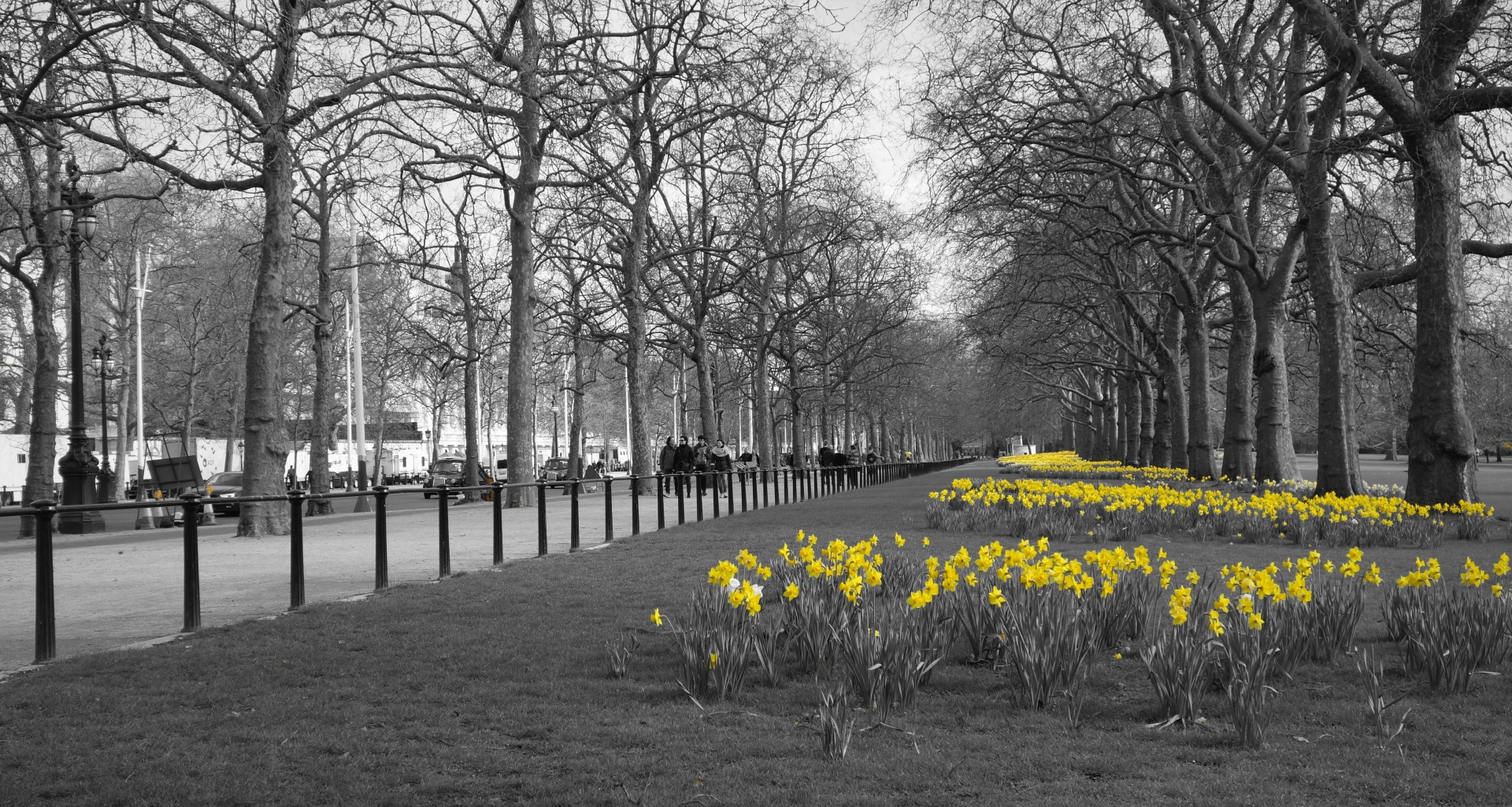 london st james garden daffodils free photo