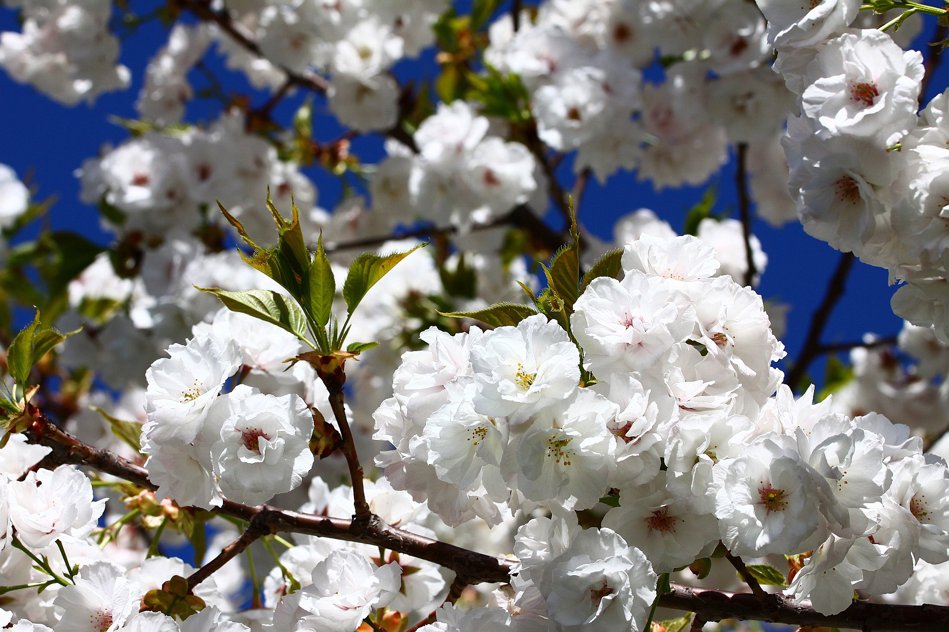 spring bloom blossom free photo