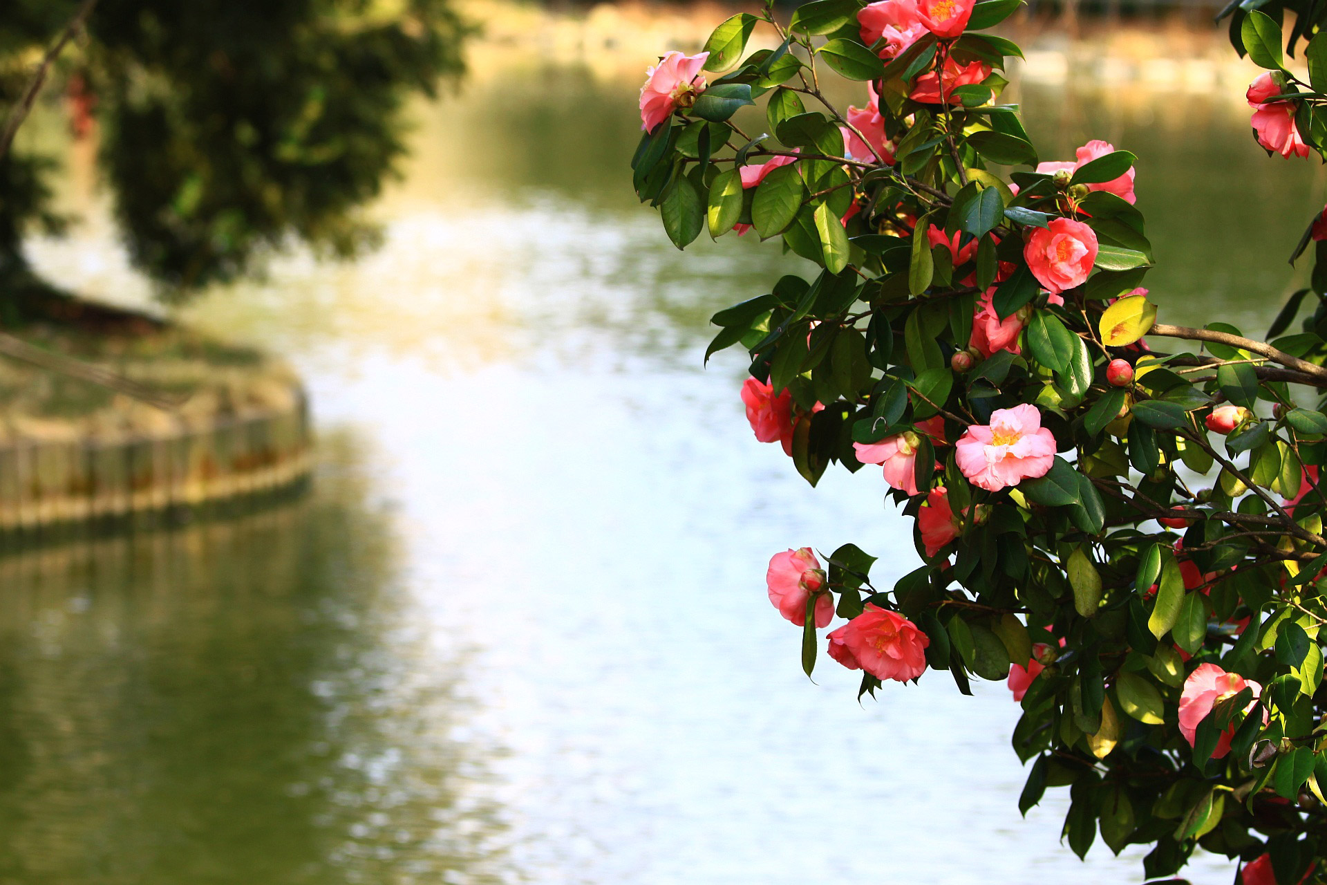 spring branch pond free photo