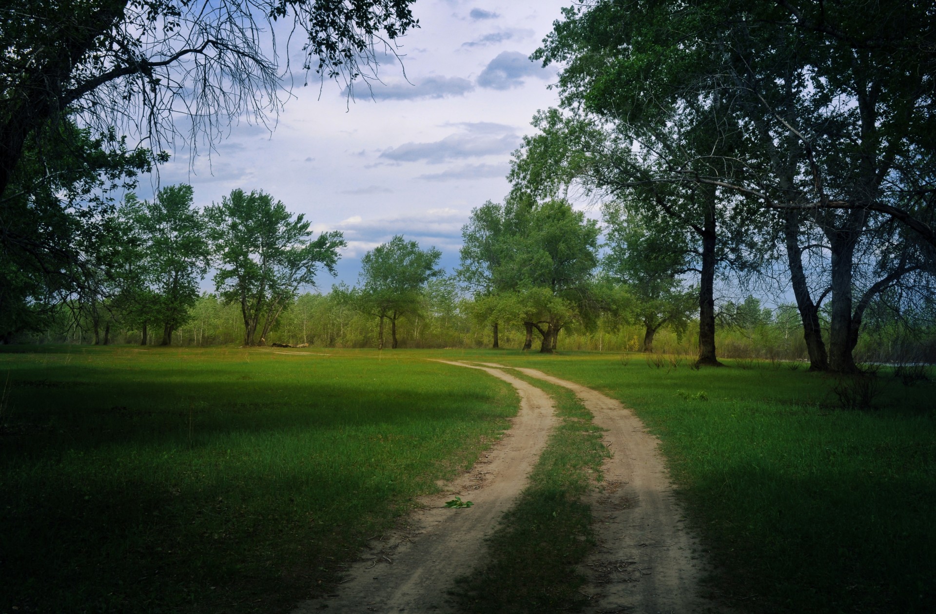 spring forest trees free photo