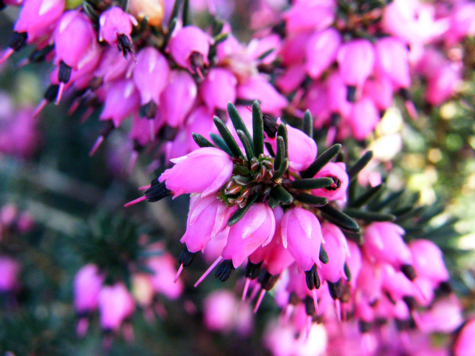 flower spring pink free photo