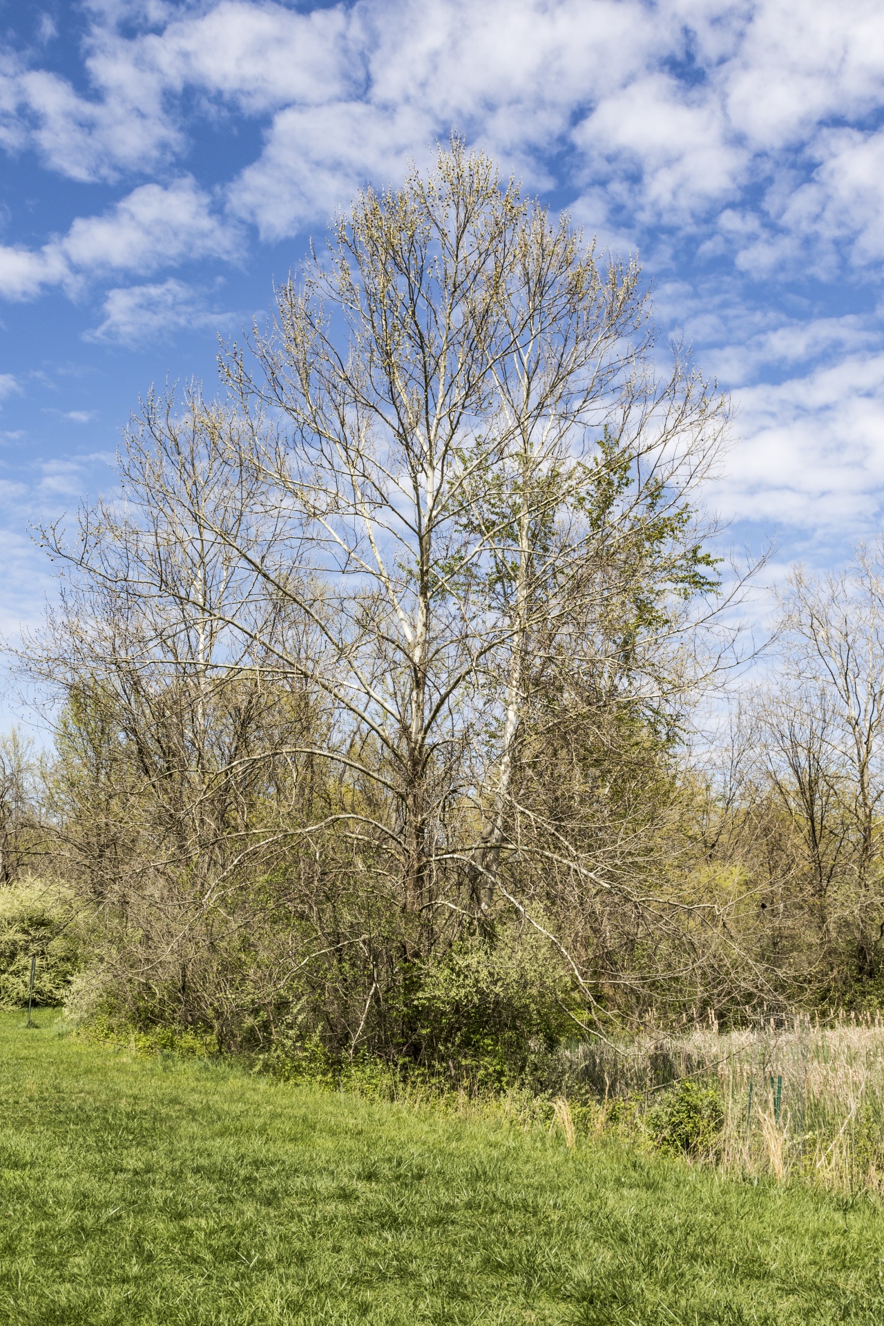 blue sky tree free photo