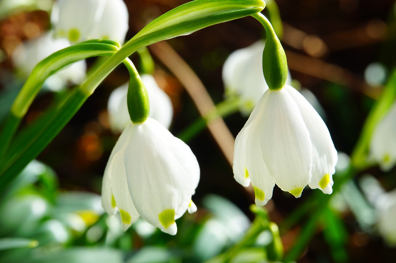 spring knotenblume snowflake flowers free photo