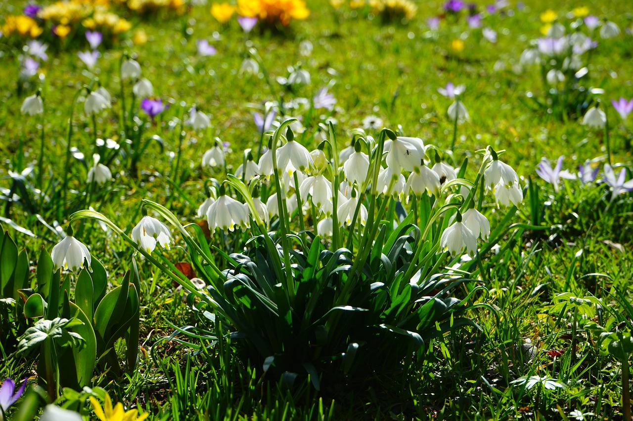 spring knotenblume snowflake flowers free photo