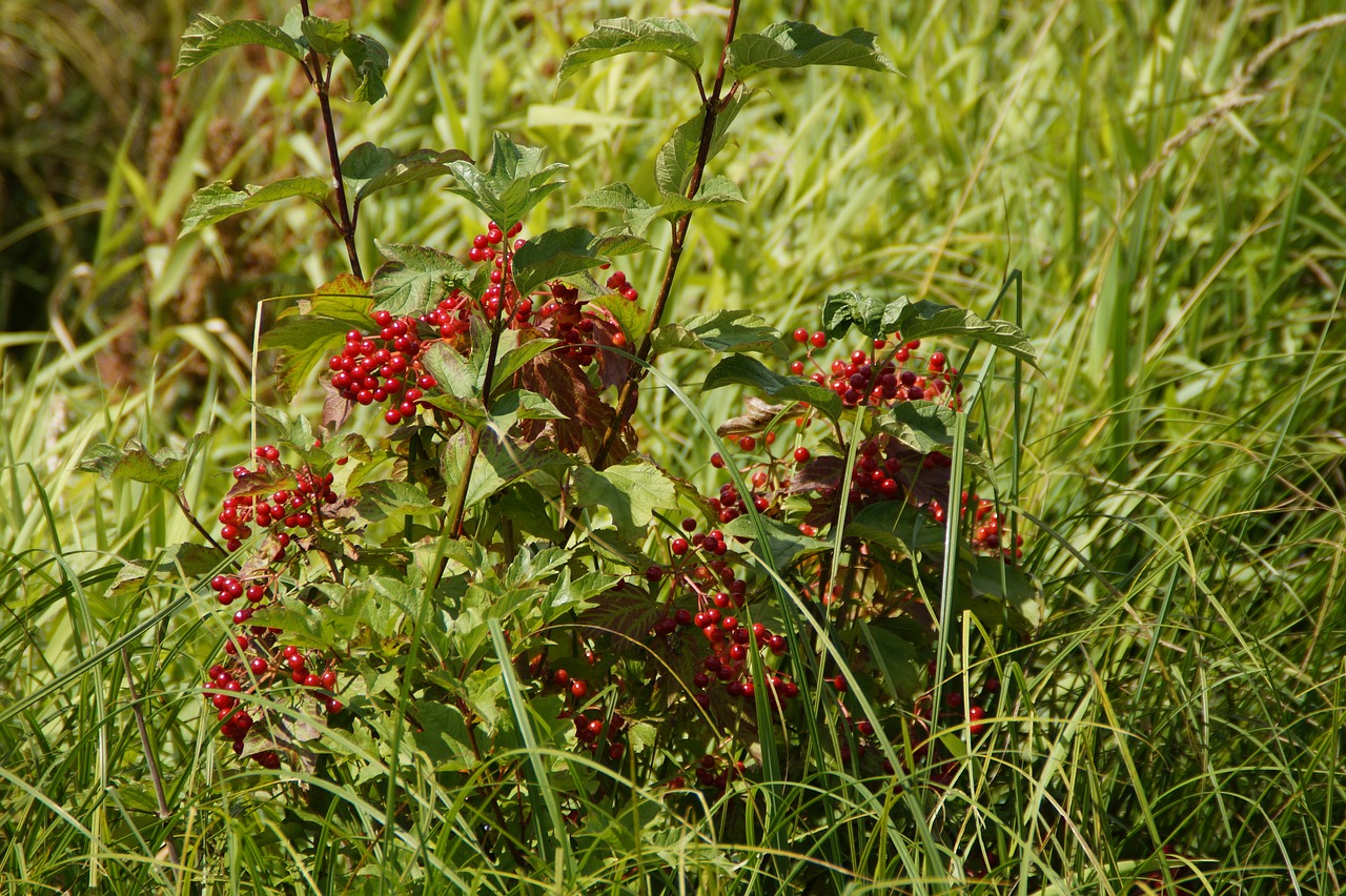 spring lake moor moorland free photo