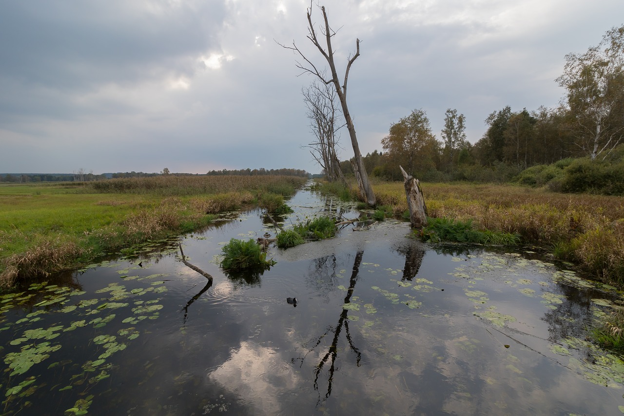 spring lake water swamp free photo