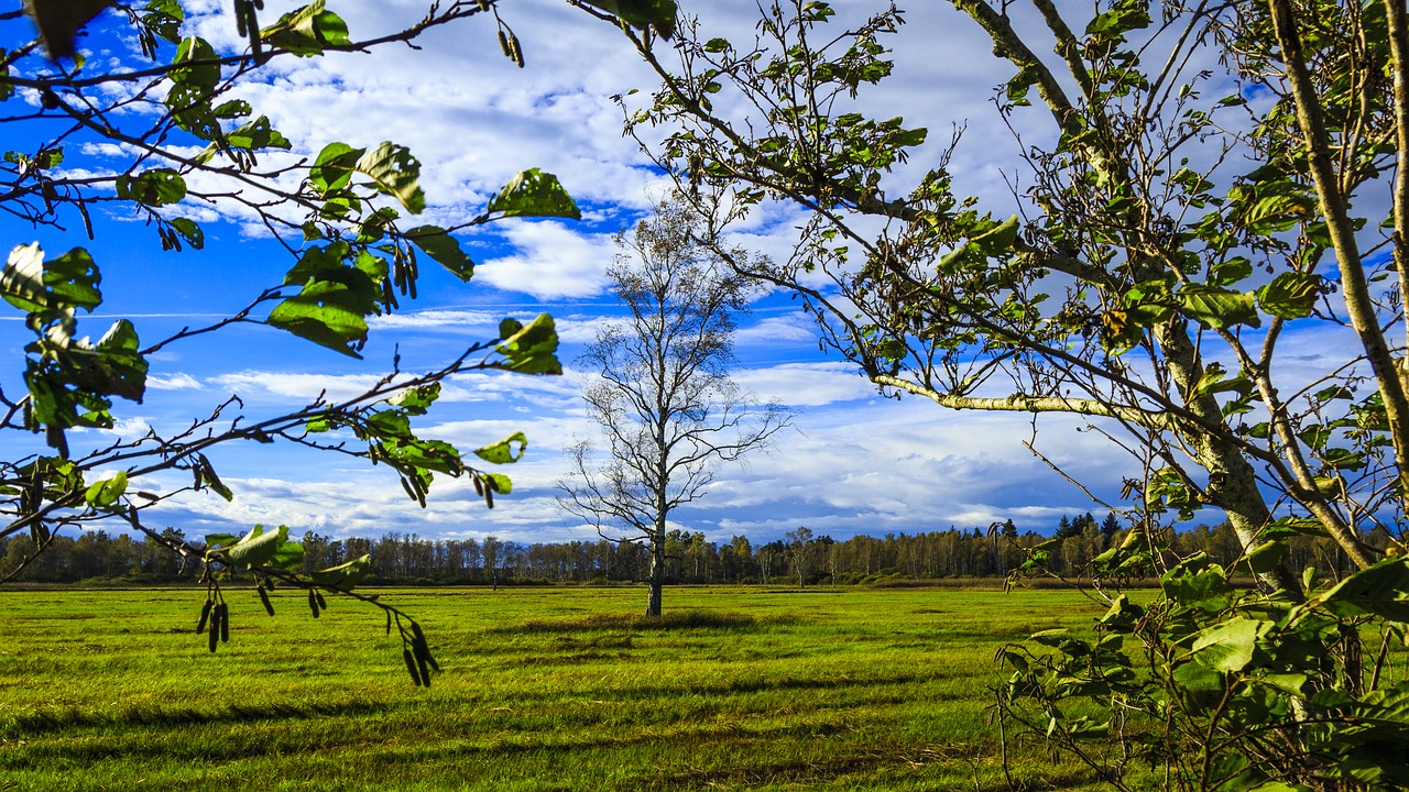 spring lake bad buchau autumn free photo