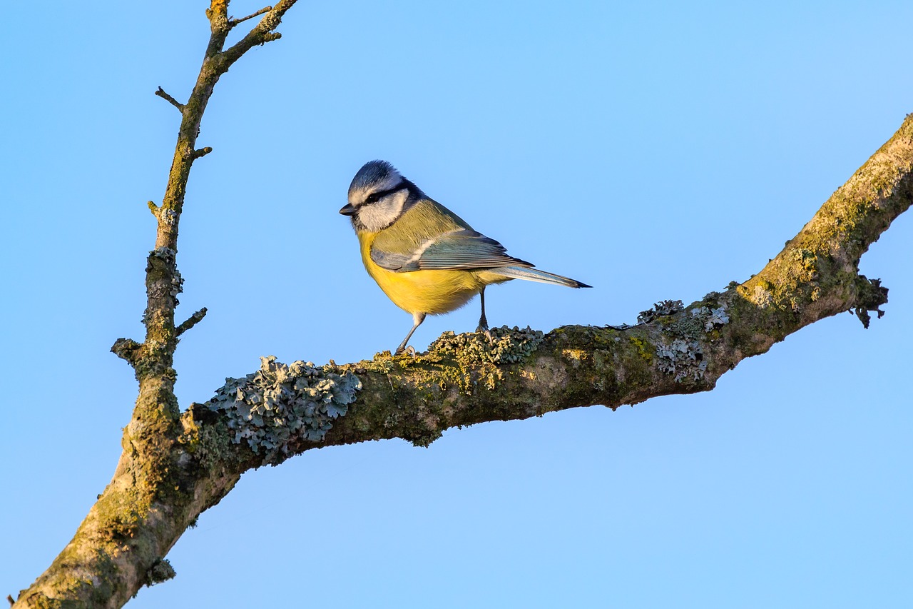 spring lake  blue tit  tit free photo