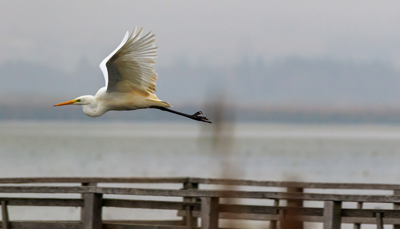 spring lake  egret  web free photo