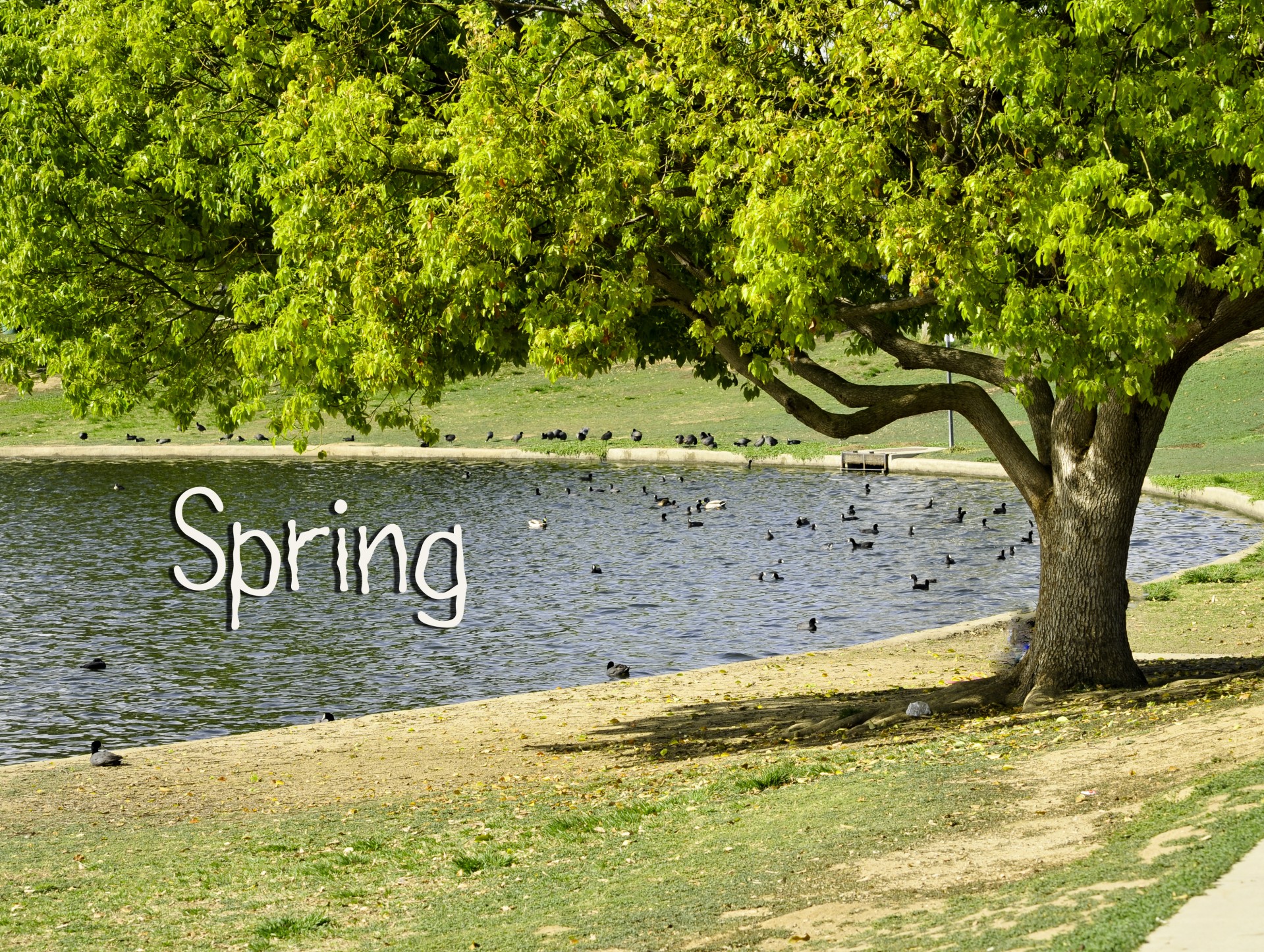 spring lake bird free photo