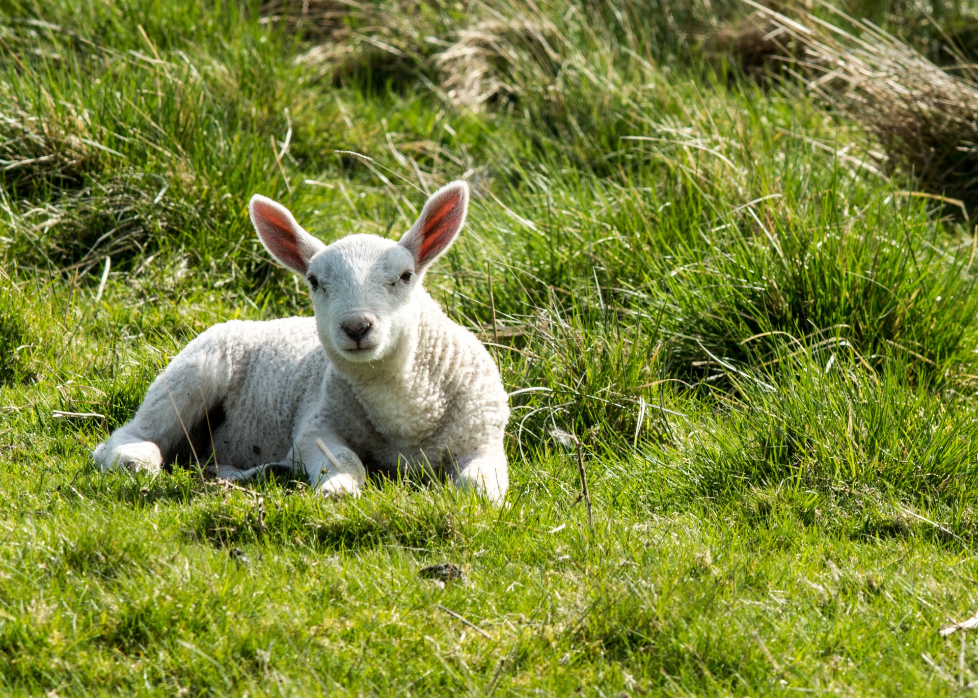 spring lamb sunshine farm animal farmyard animal free photo