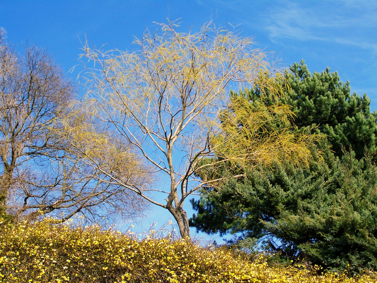 spring landscape the awakening of nature season free photo