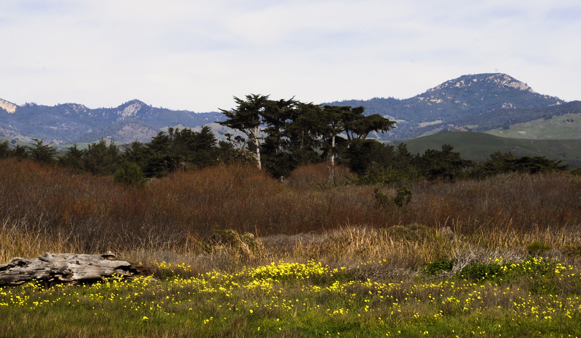 spring landscape pasture free photo