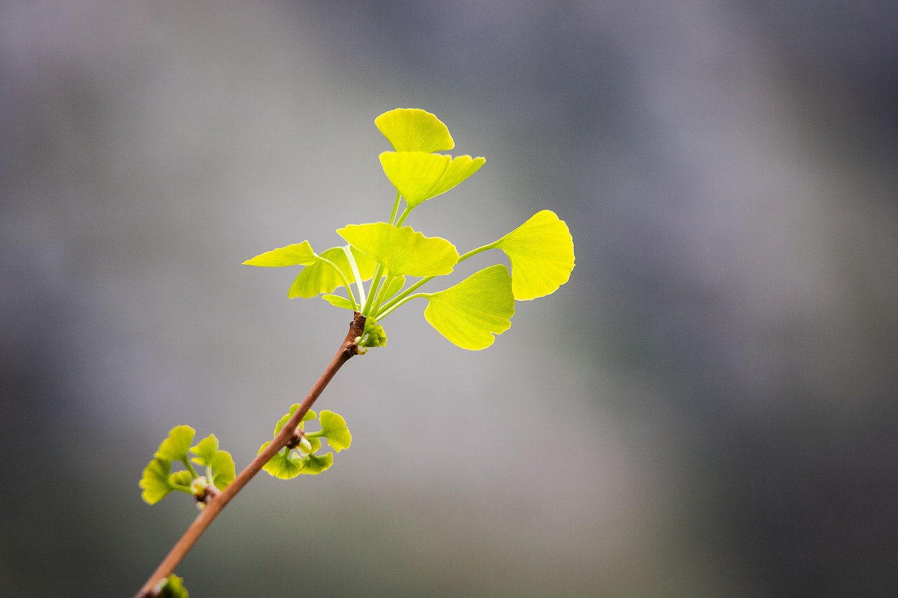 spring leaves  spring  nature free photo