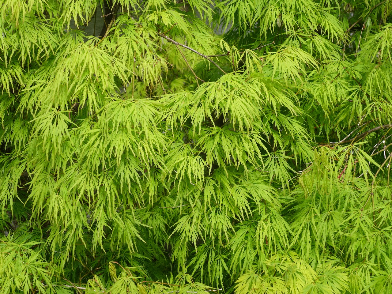 spring maple leaves ornamental shrub free photo