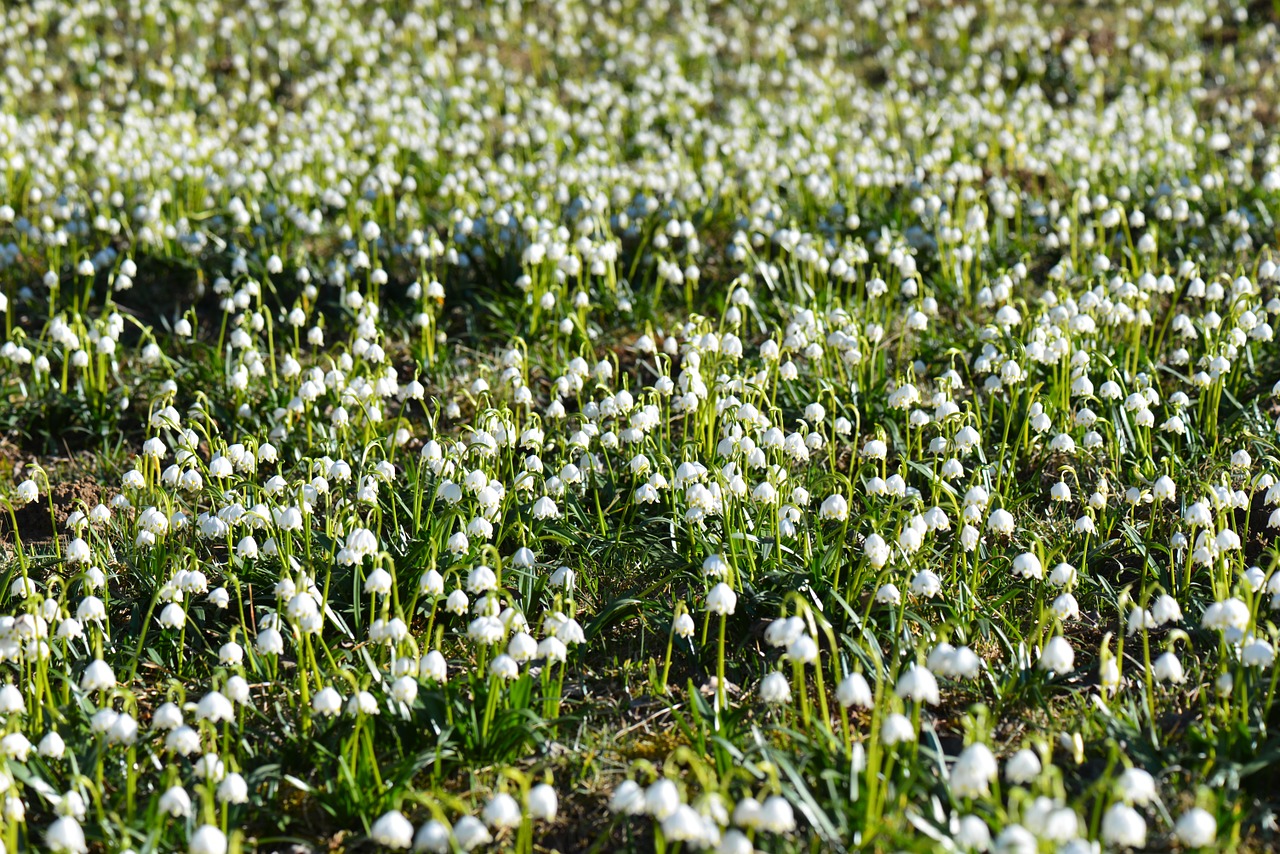 spring meadow fruehlingsknotenblume nature free photo