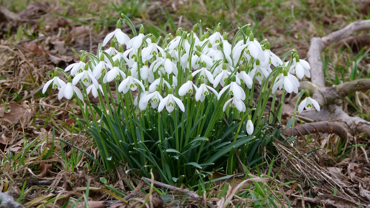 spring meadow snowdrop flowers free photo