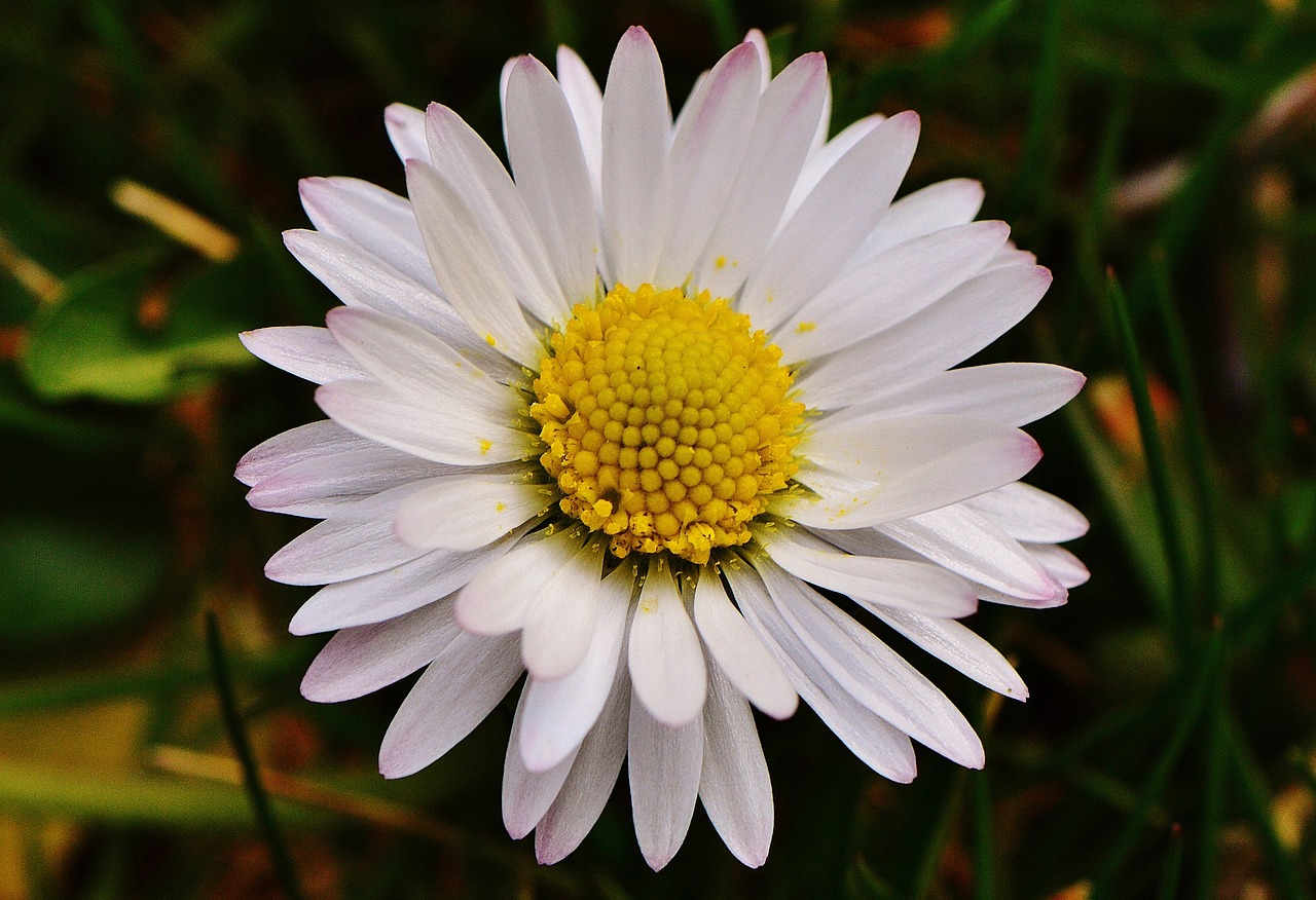 spring meadow wildflowers daisy free photo