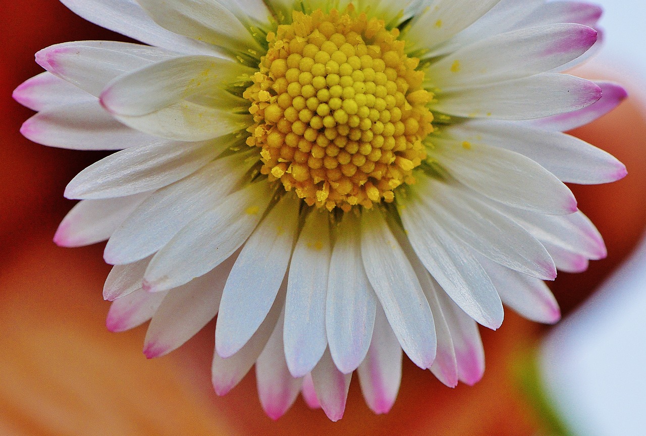 pointed flower daisy flowers free photo